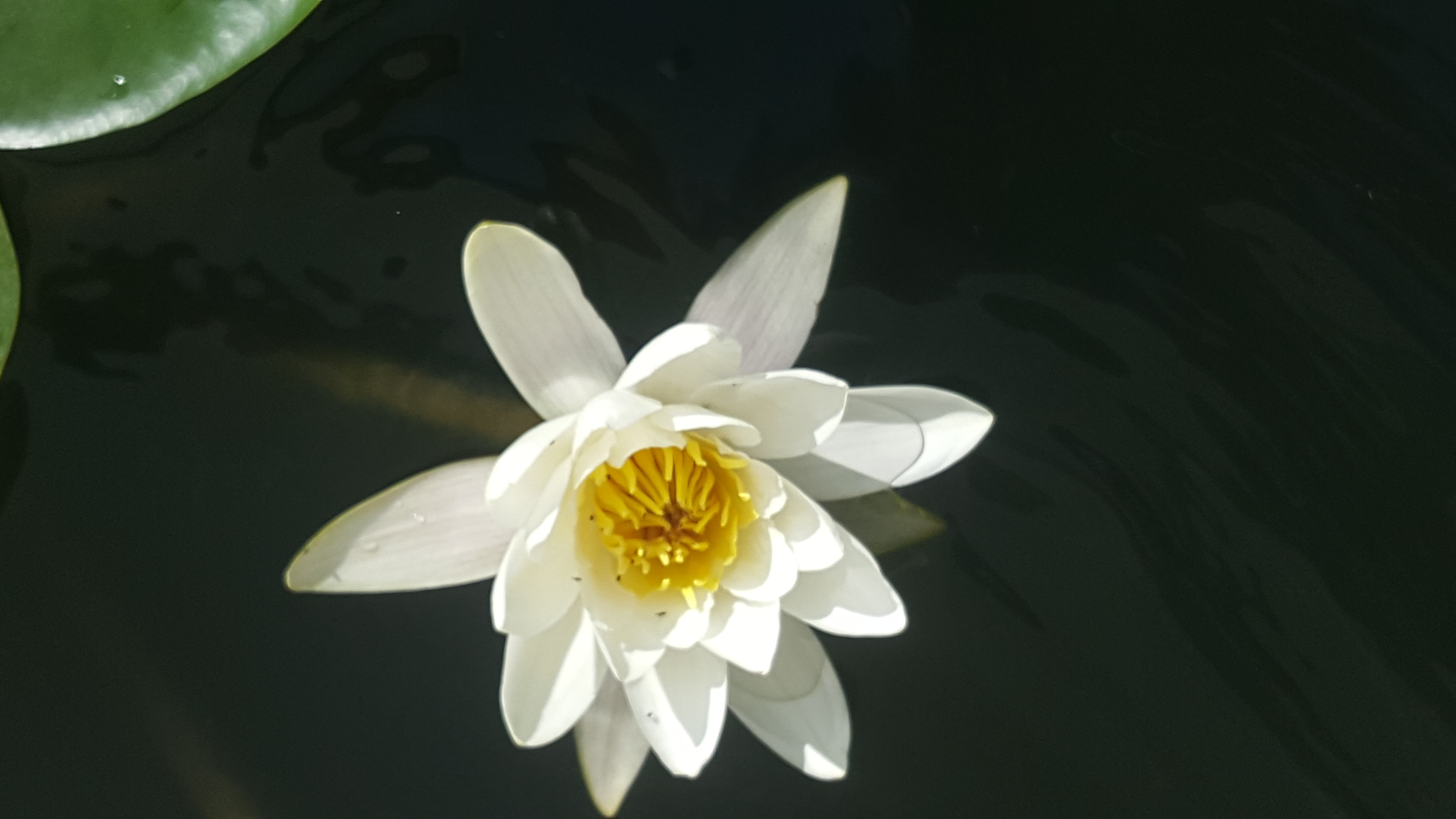 Nufar din Delta Dunarii